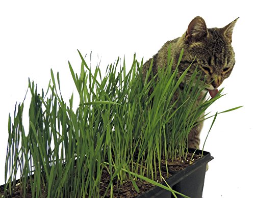 Non-GMO, Thunder Acres Premium Wheat Seed, Cat Grass Seed, Wheatgrass, Hard Red Winter Wheat (25 lbs.)
