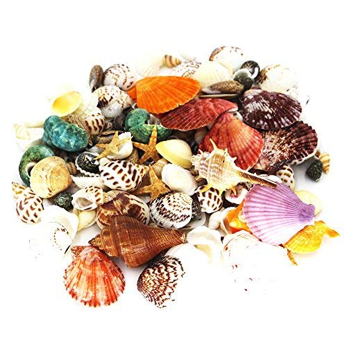 135 PCS Mini Sea Shells Mixed Beach Seashells Starfish, Colorful Natural Seashells Perfect Accents for Candle Making,Home Decorations, Beach Theme Party Wedding Décor, Fish Tank and Vase Fillers