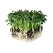 Speckled Pea Sprouting Seeds - 1 Lbs - Certified Organic, Non-GMO Green Pea Sprout Seeds - Sprouts & Microgreens primary