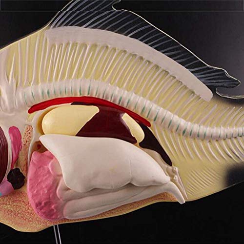 BEDRE 3D Fish Dissection Model 3 Part Labs Anatomical Model Of Fish