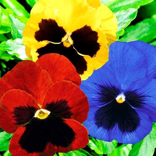 Viola Tricolor Seed Mix Wild Pansy Sweet Violets JohnnyJumpUp Garden Pansy Seeds for Planting