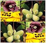 5 pawpaw paw paw paw-paw TREE SEEDS FRESH SELECT Asimina triloba Insect Repellent