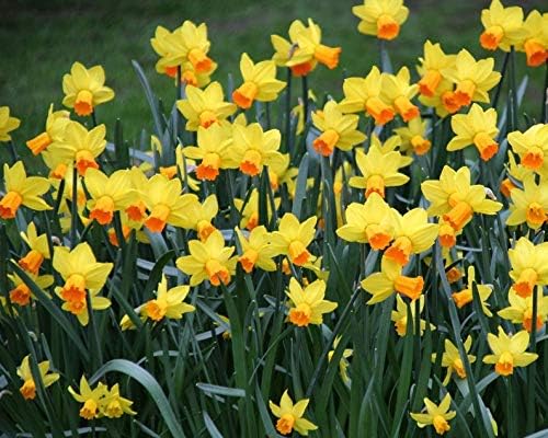 Very Graceful Narcissus 'Jetfire' Double Daffodil Flower Bulbs (15 Bulbs)