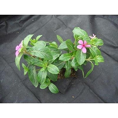 image for Vigoro 2-Pack Weed Barrier Landscape Fabric, 3 ft x 50 ft. Easy Ground