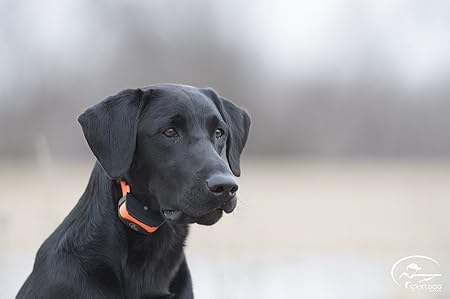 sportdog 425 add a collar