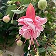 Double Pink Fuchsia Live Plant, 3 to 5 Inch Tall Fuchsia Flower Starter Plants, Fuchsia Plants Live, Fuchsia Flower Plants, Live Fuchsia Vine Starter Plug, Fuchsia Plant Ready to Plant Outdoor Garden