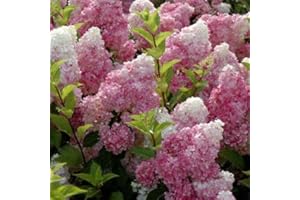 Brighter Blooms - Vanilla Strawberry Hydrangea Shrub, 2 Gallon - Unique Multi-Color Blooms - No Shipping to AZ