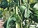GREEN BEAN, ROMANO, POLE, HEIRLOOM, ORGANIC , 100+ SEEDS, NON-GMO, TASTY N HEALTY BEANS