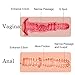 Sex Virgin Pussy Ass Masturbator for Male - 3D Realistic Butt Anal Vaginal Adult Sex Toys for Men Masturbation - Lifelike Sex Doll with 2 Hole (9.4 x 8.6 x 4.3 Inches)