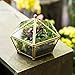 NCYP Small Geometric Vintage Glass Jewelry Box, Gold Succelent Plants Terrarium with Swing Lid, Pentagon Shape Clear Metal Brass Display Planter for Wedding Decoration (No Plants, Terrarium Only)