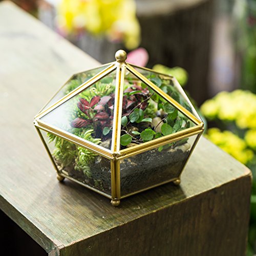 NCYP Vintage Decorative Jewelry Chest Geometric Terrarium Window Box Storage Display Case Pentagon Shape Clear Glass and Brass Tone Air Plant Planter Geo Metal Slanted Top Swing Lid