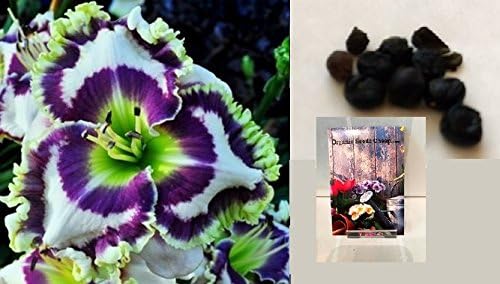Born To Be Wild Phil Daylily 5 Seeds (Hemerocallis) Upc 647923988956
