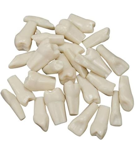 CHUANK Typodont Child Teeth Model With 24pcs Removable Teeth Compatible With Kilgore Nissin For Teaching Study