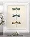 Vintage Three Dragonflies Illustration 11x14 Unframed Poster – Botanical Insect Art, Entomology, Scientific Nature Print, Minimalist Retro Decor for Home, Office, and Living Room, Educational Art