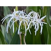 Giant White Lily (Crinum Asiaticum) Spider Lily, Indoor Outdoor Live Starter Plant (5")