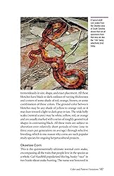 Corn Snakes: The Comprehensive Owner's Guide