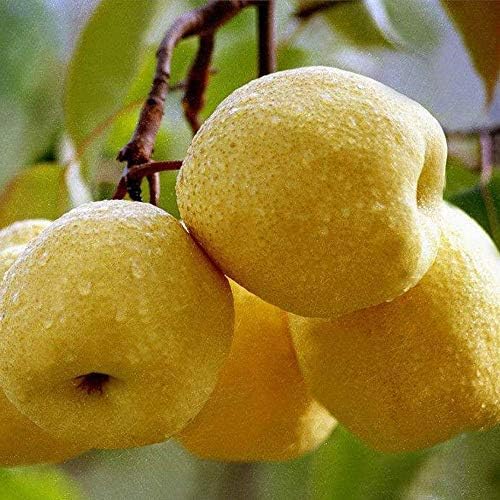 50pcs Pear Seed Tree Seeds Fast Hardy Fall Color Great for Eating Fresh Canning or Preserves Easy to Grow Decor Home Pot Garden