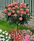 50 Orange Rose Tree Seeds , rare color, gorgeous, pleasant-smelling fragrant