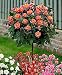 50 Orange Rose Tree Seeds , rare color, gorgeous, pleasant-smelling fragrant primary