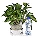 Bezall 2 Pack Automatic Ceramic Plant Waterers Self Watering Spikes Flowers Drip Irrigation Watering Stakes System Gardening Tools for Indoor & Outdoor