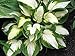Vulcan Hosta - Sport of Captain Kirk - Liliaceae – Quart Potted – Healthy, Heavy, Established Perennial – 1 Plant by Growers Solution