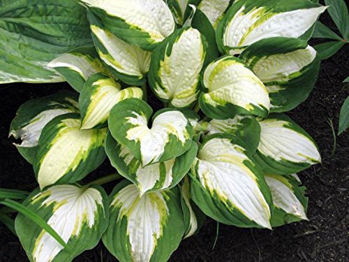 Vulcan Hosta - Sport of Captain Kirk - Liliaceae – Quart Potted – Healthy, Heavy, Established Perennial – 1 Plant by Growers Solution Vulcan Hosta - Sport of Captain Kirk - Liliaceae – Quart Potted – Healthy, Heavy, Established Perennial – 1 Plant by Growers Solution