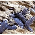 TC INSECTS Live 10ct Powder Blue Isopods (Porcellionides Pruinosus) Cleanup Crew & Reptile Food