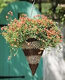 Gardman R375 Brushwood and White Rattan Cone Hanging Basket, 12