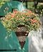 Gardman R375 Brushwood and White Rattan Cone Hanging Basket, 12" Diameter
