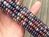 Glass Gem Cherokee Indian Corn Heirloom Premium 50 Seed Packet + More