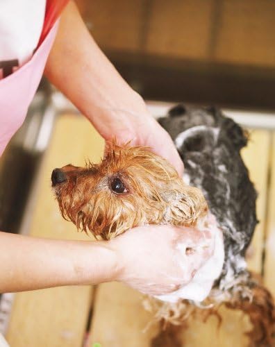 Amazon ライオン Lion ペットキレイ 毎日でも洗えるリンスインシャンプー愛犬用 ポンプ 550ml ペットキレイ シャンプー 通販