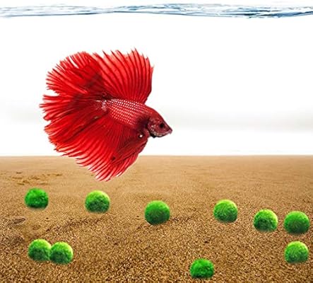 fish toys for bettas