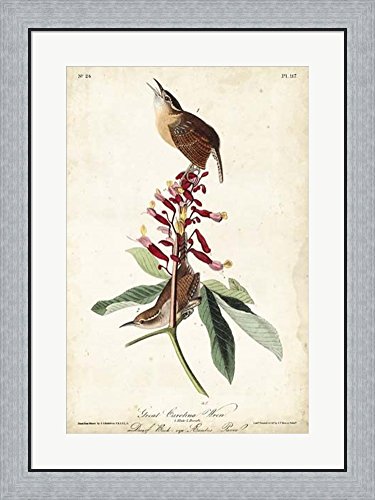Great Carolina Wren by John James Audubon Framed Art Print Wall Picture, Flat Silver Frame, 24 x 32 inches