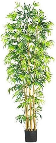Multi Bambusa Bamboo Silk Tree - 7 Feet Tall