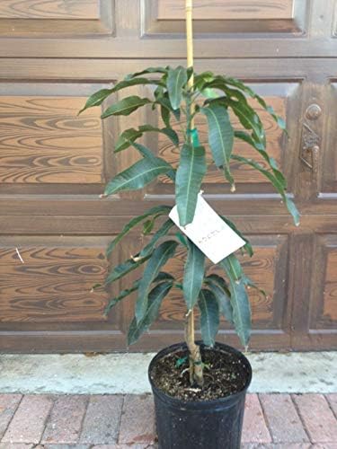 Kent Mango Tree Live Plant grafted mangifera Indica