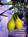 Yellow Tree Tomato Cyphomandra 5 Seeds