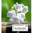 Natural Premium Incense By Oakland Gardens Lily Of The Valley Incense - 100 Sticks (142+ Grams) - Delicate, White-Green Lily Of The Valley with Heart Notes of Rose, Jasmine and Lilac