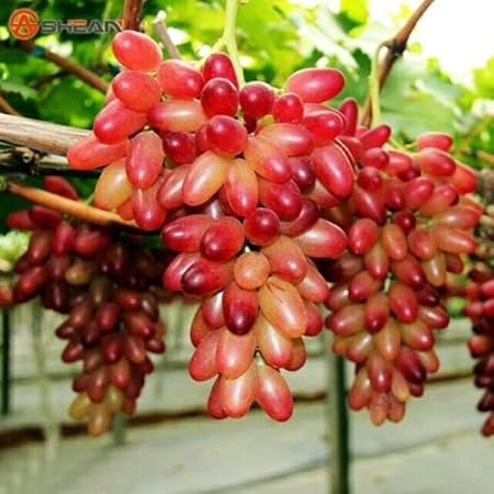 Creative Farmer Fruit Seeds Grapes Plant - Sweet Grapes Seeds Fruit Seeds For Garden Kitchen Garden Bonsai Suitable Fruit Seeds Pack