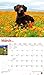 For the Love of Labrador Retrievers 2019 14 x 12 Inch Monthly Deluxe Wall Calendar with Foil Stamped Cover, Animal Dog Breeds (Multilingual Edition)