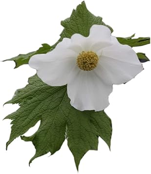 Amazon 白花シラネアオイ 花