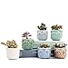 SUN-E 2.75 Inch Ceramic Owl Pattern Succulent Cactus Plant Pots Flower Pots Planters Containers Window Boxes Bonsai Pots Perfect for Candle Holder with Small Hole 6 Colors in Set