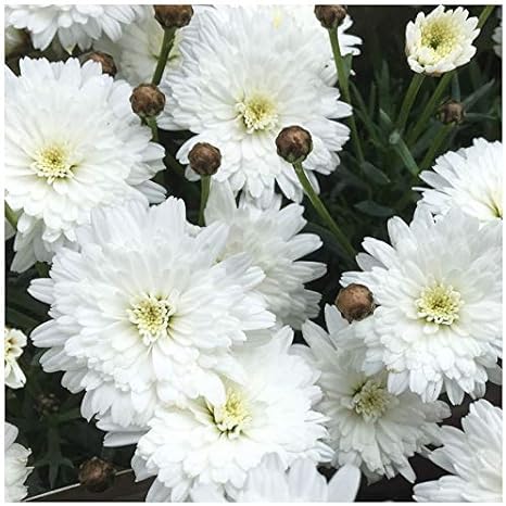 Amazon マーガレット モリンバ ミニダブルホワイト 10 5cmポット苗 花