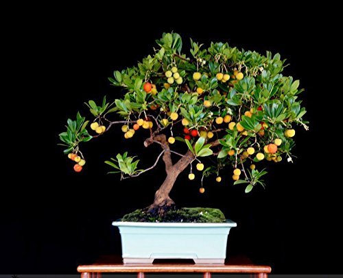 Madrone Tree Bonsai - bonsai tree Madrone Tree Bonsai - bonsai tree