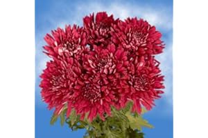 GlobalRose 50 Fresh Cut Burgundy Chrysanthemum Disbud Flowers - Fresh Flowers For Birthdays, Weddings or Anniversary.