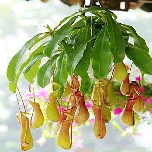 Flower Seeds, Plant Seeds, yanQxIzbiu 200Pcs Nepenthes Seeds Garden Balcony Patio Potted Bonsai Carnivorous Plants - Nepenthes Seeds