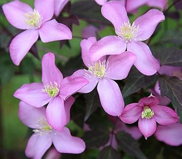 Amazon Co Jp Montana Series Clematis Fretda Frida Size 4 5 Pot Seedling Diy Tools Garden