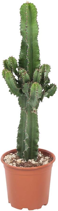 Choice of Green - Euphorbia erytrea Cactus in - Desert Cactus - Live Indoor Plant in Growers Pot Diameter 19 cm - Height 70 cm - Quality from Holland - Fresh from The Grower