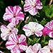 50 Marble Red White Four O'clock Seeds (Mirabilis jalapa) Upc 648620997647