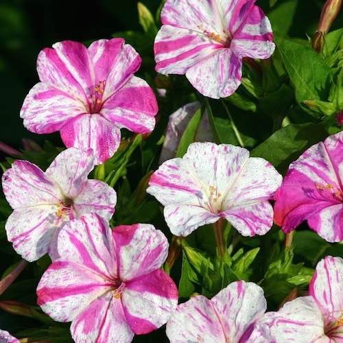 50 Marble Red White Four O'clock Seeds (Mirabilis jalapa) Upc 648620997647