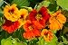Sweet Yards Seed Co. Nasturtium Seeds - Mixed Colors - Extra Large Packet - Over 200 Open Pollinated Non-GMO Flower Seeds - Tropaeolum majus